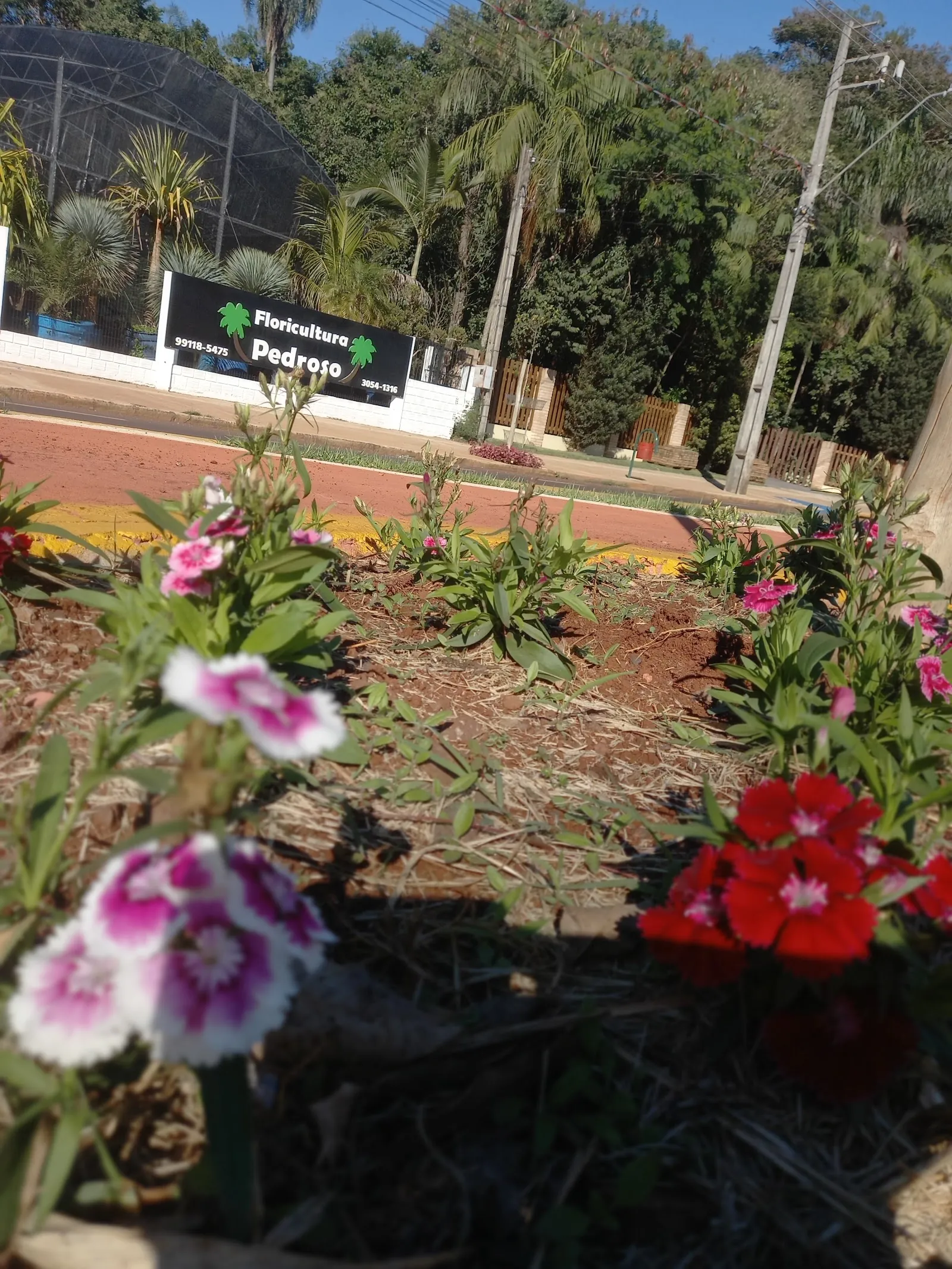 Canteiro de flores coloridas em jardim