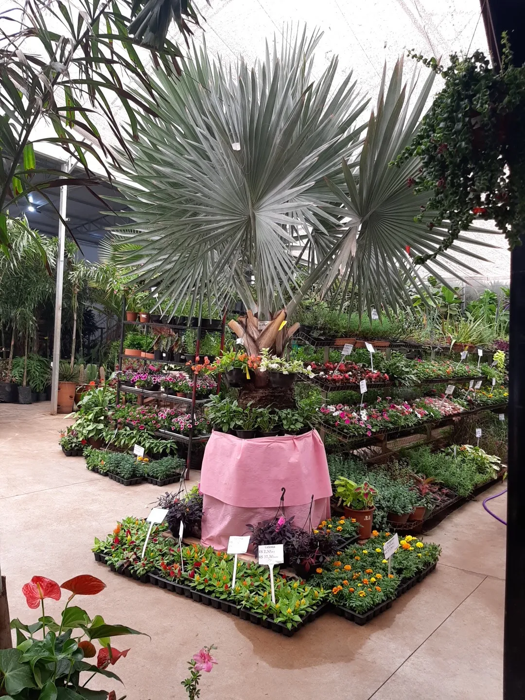 Viveiro da Floricultura Pedroso com palmeira azul e canteiros de flores